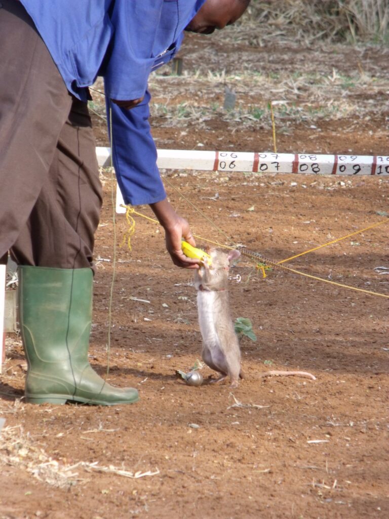 APOPO HeroRAT tea-egg training